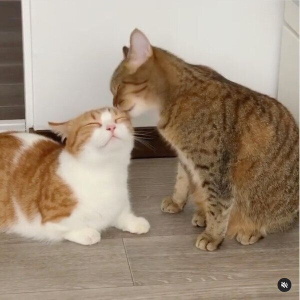 茶葉ちゃんに毛づくろいしてもらう茶太くん