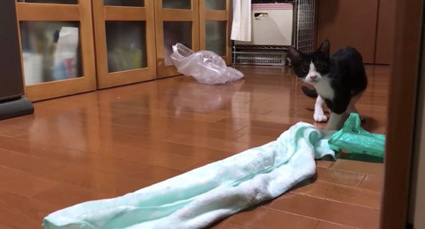 見つめる猫