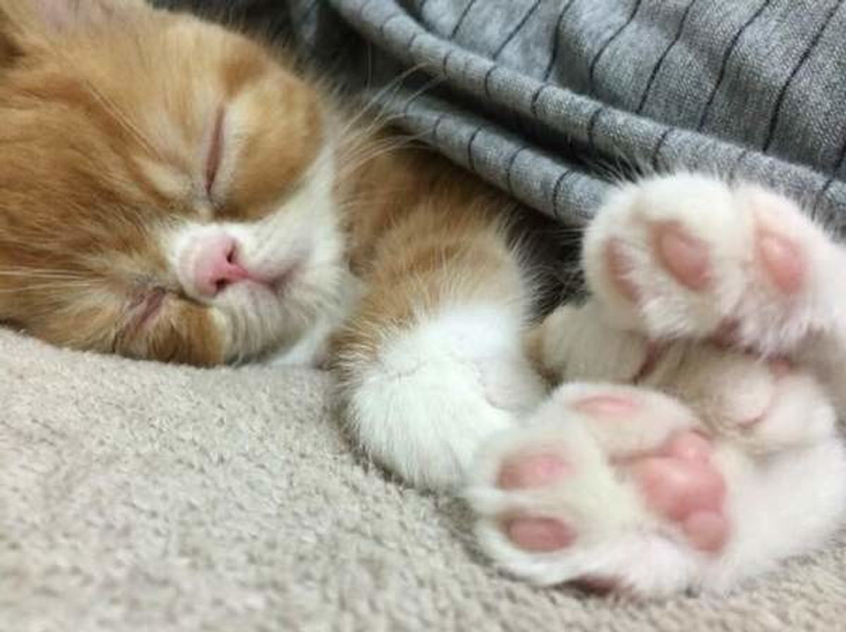 猫のいびき 人とは違うの 病気との関連や原因 対処法を解説 ねこのきもちweb Magazine
