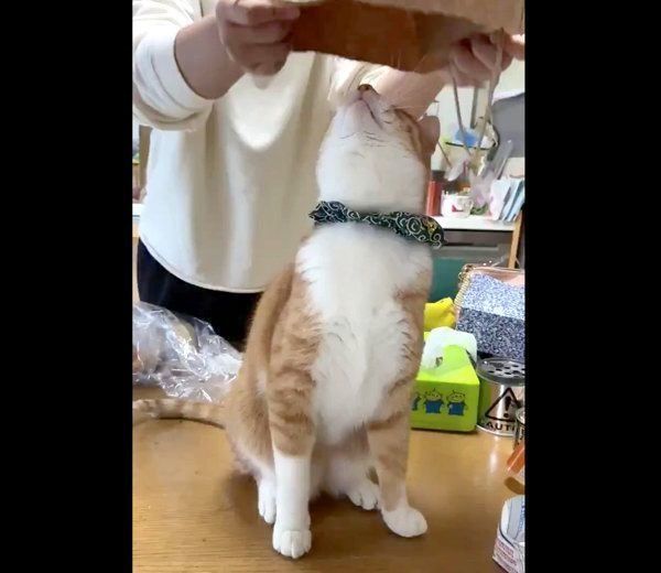 紙袋を見つめるちくわちゃん