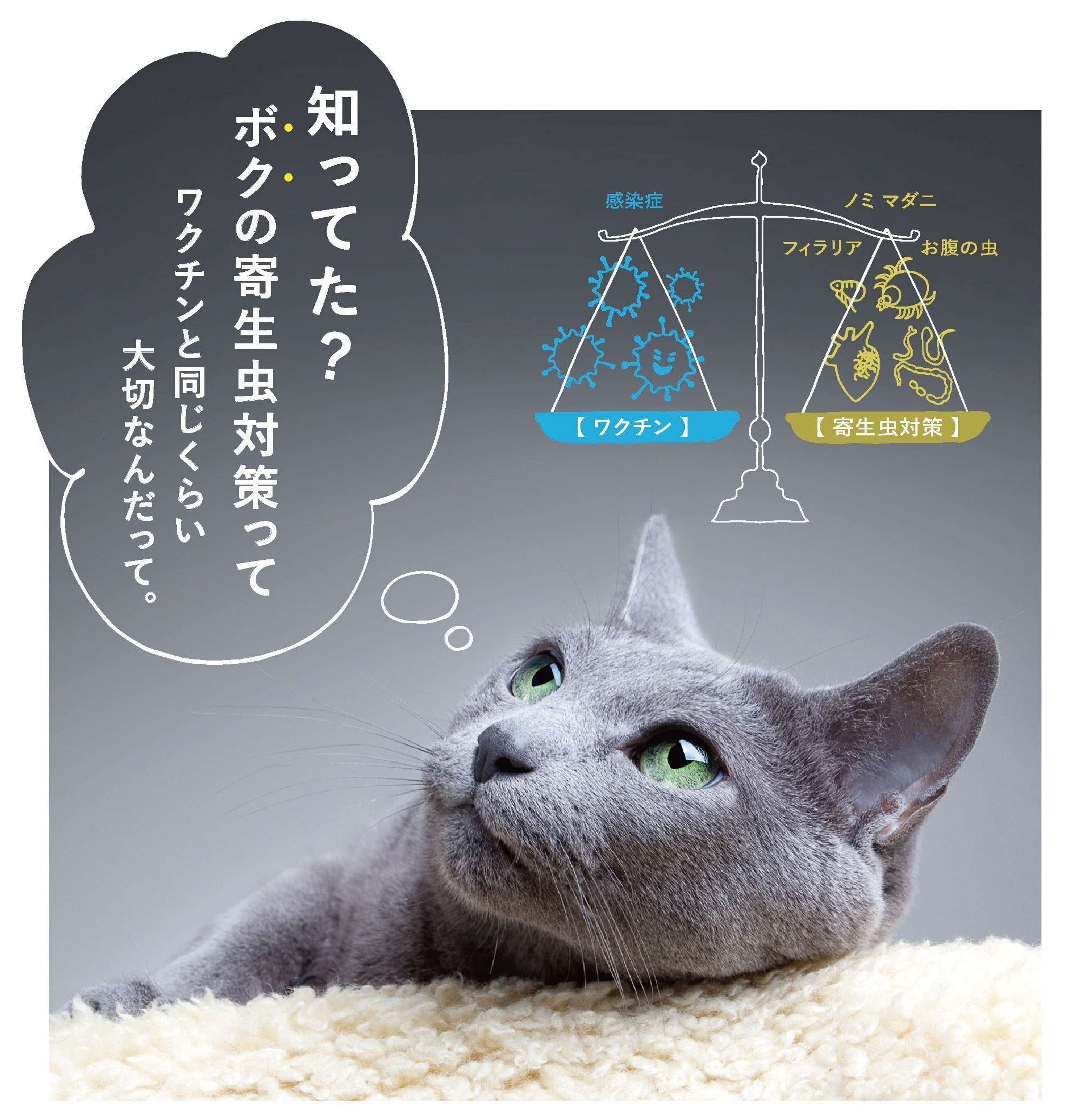 Pr 獣医師q A 飼い主さんにありがちな寄生虫対策についての 勘違い とは 猫の病院嫌いを減らすコツもご紹介 ねこのきもちweb Magazine Pr 獣医師q A 飼い主さんにありがちな寄生虫対策についての 勘違い とは 猫の病院嫌いを減らすコツもご紹介 ねこのきもちweb Magazine