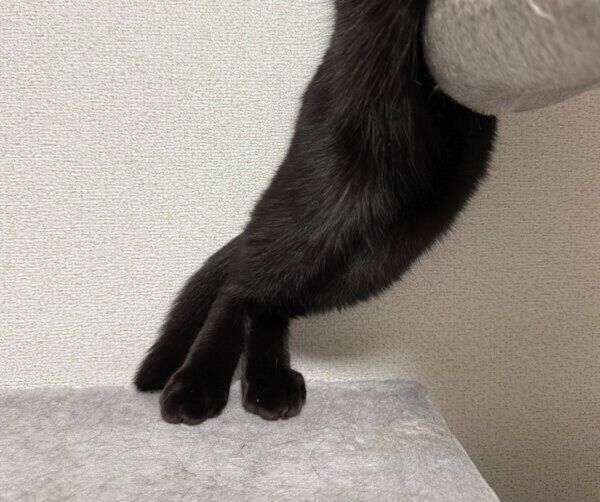 後ろ足がピーンと揃ったシャオくん