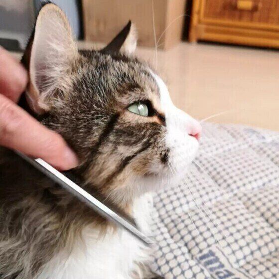 メインクーンの銀次郎くん