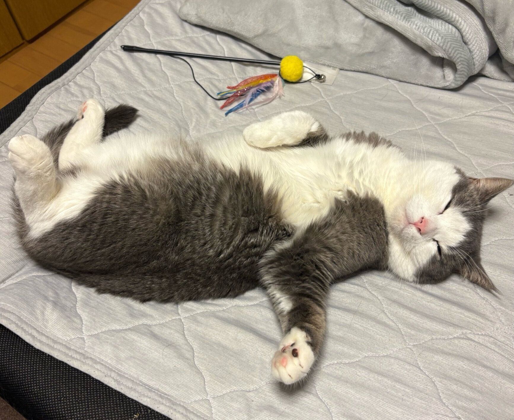 気持ちよさそうに眠る白スケくん