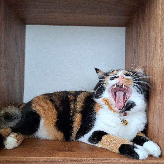 大きな口であくびをする麦ちゃん　かわいすぎる