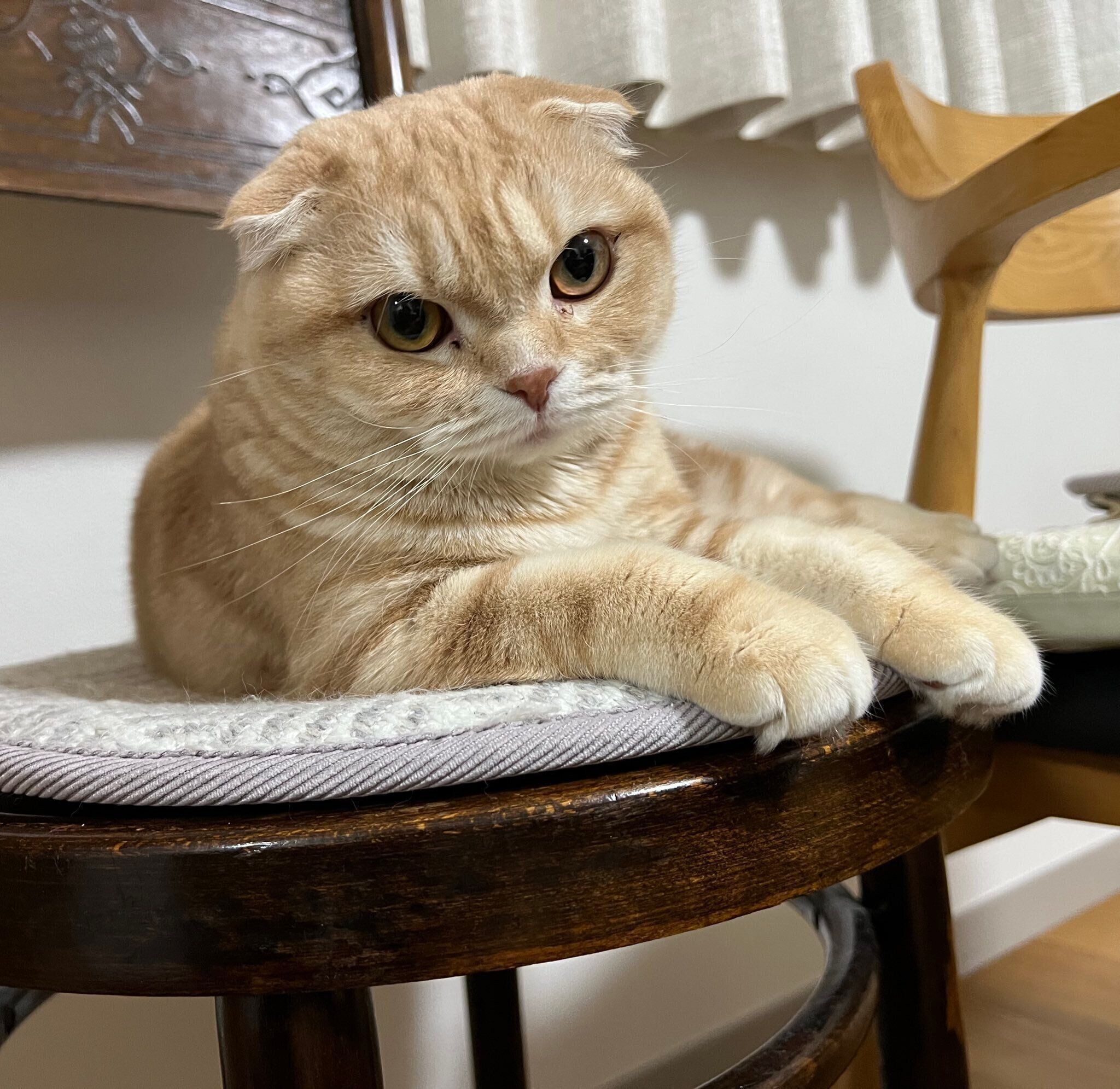 飼い主を見つめるスコティッシュフォールド