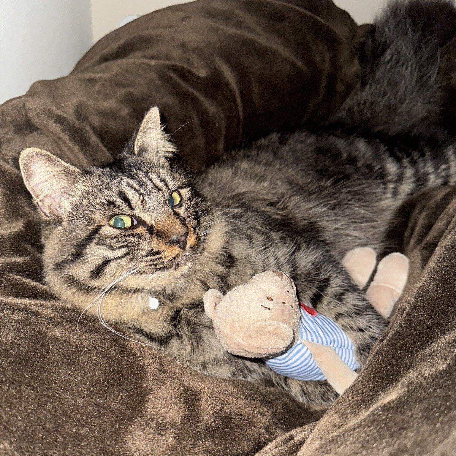 成長後の様子　すっかり大きくなり、ぬいぐるみも小さく見える