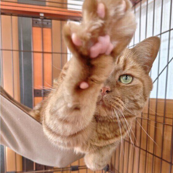 前足を伸ばすアメリカンショートヘア