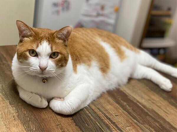 見つめるふうたくん