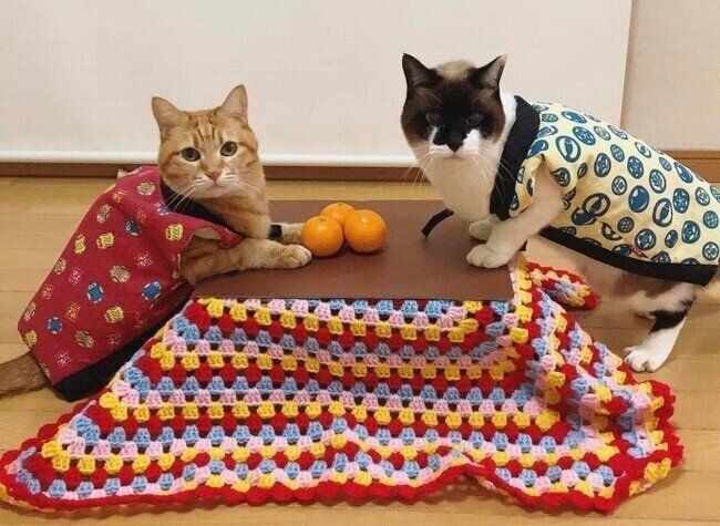 猫とこたつとみかん