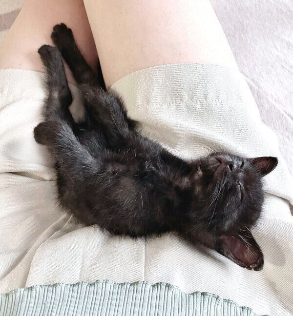 飼い主さんの膝の上で眠るこぐまくん