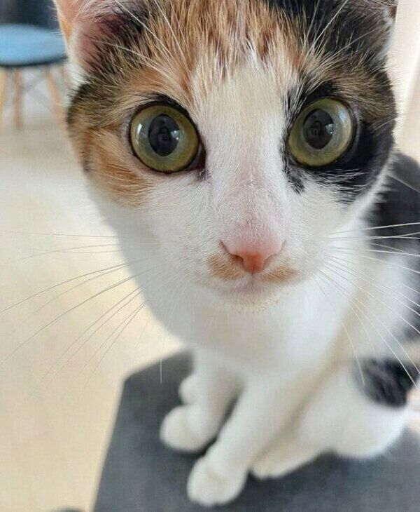 見つめるめんまちゃん