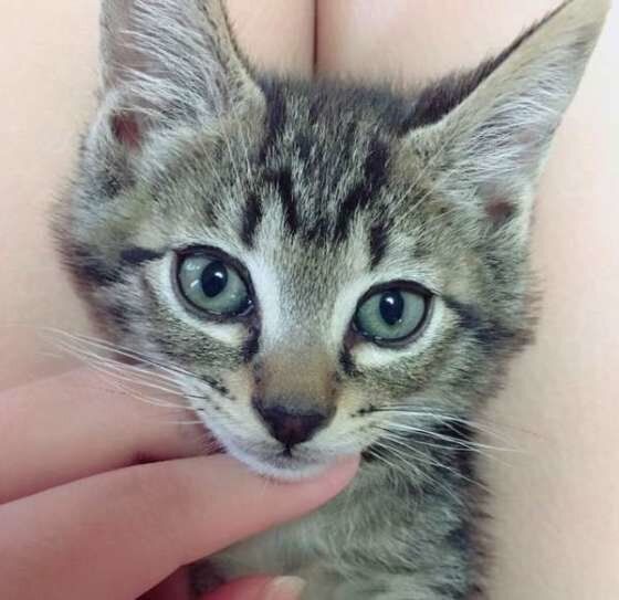 キュートなおめめ♪キジトラMIXのテトくん