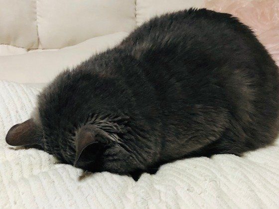 ごめん寝をする、MIXグレーの美すけ