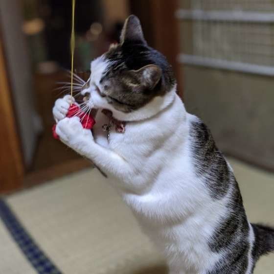 じゃらしで遊ぶキジトラ