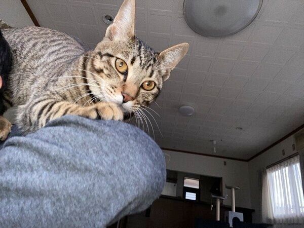 飼い主さんの肩に乗るハクくん