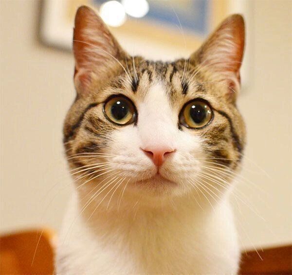 見つめるしゃこちゃん