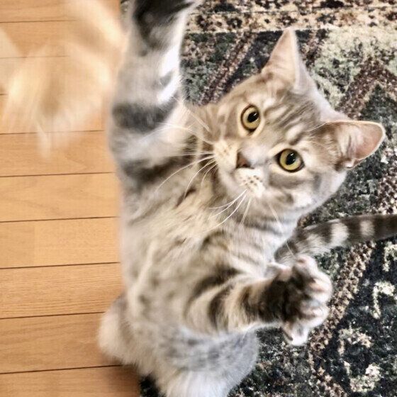 猫じゃらしで遊ぶマンチくん