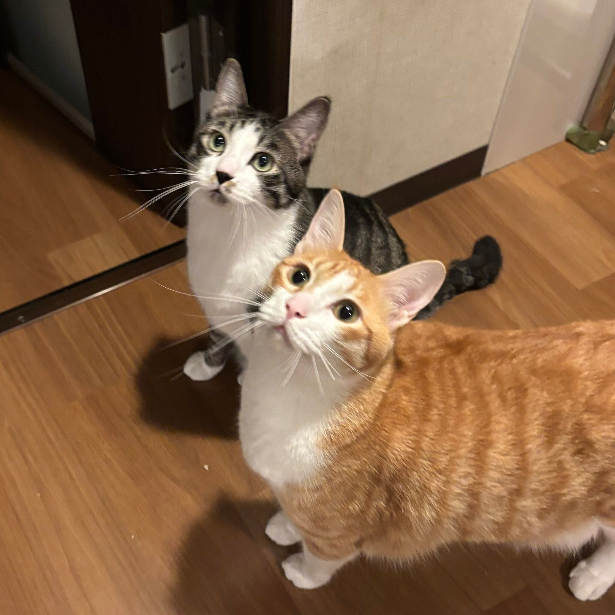 見つめるカノアくん、カイくん