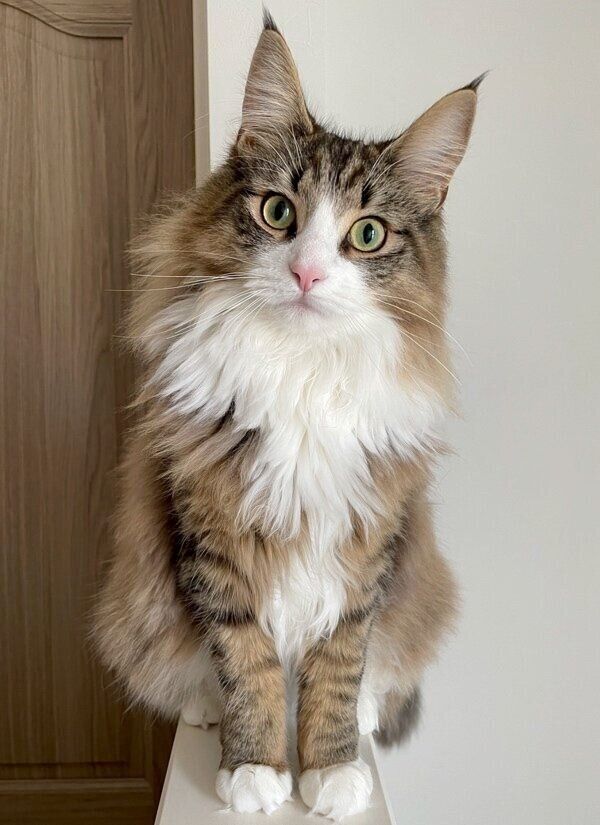 しろあんちゃんのベストショット