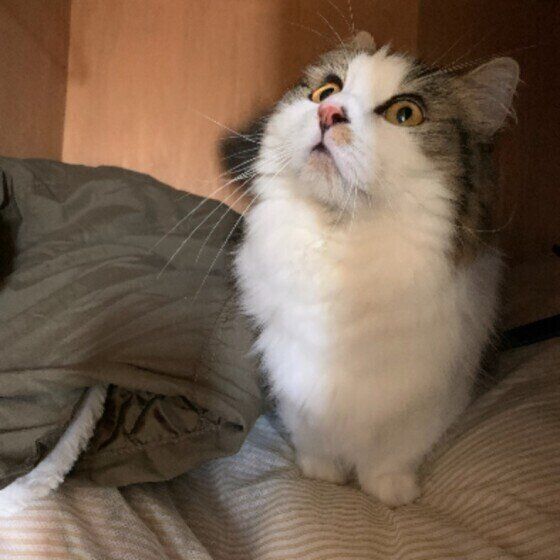 押し入れにいるマンチカンの福太郎くん