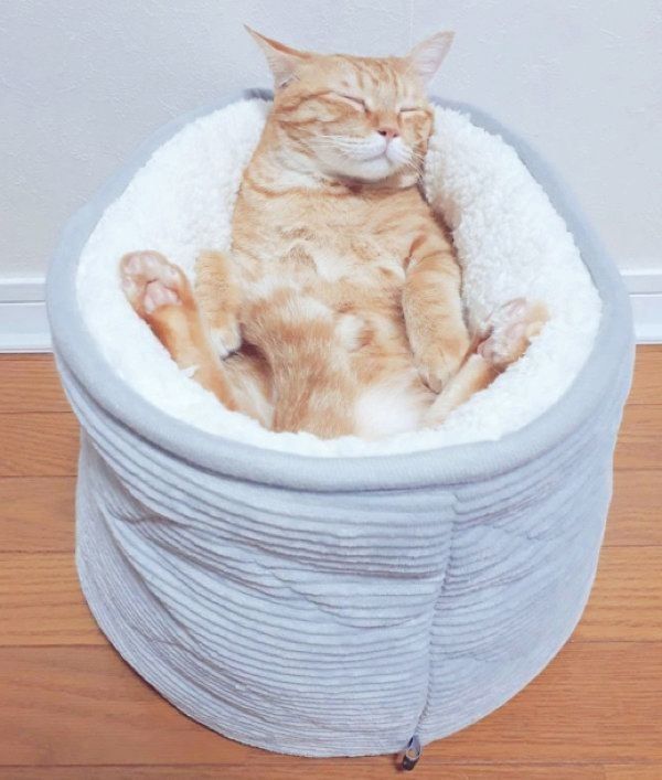 猫ベッドでくつろぐ茶トラ