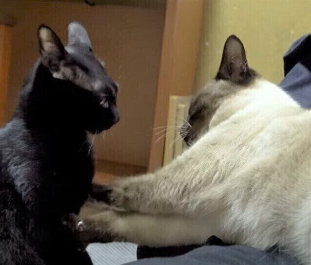 くろみつくんと、わらびちゃん