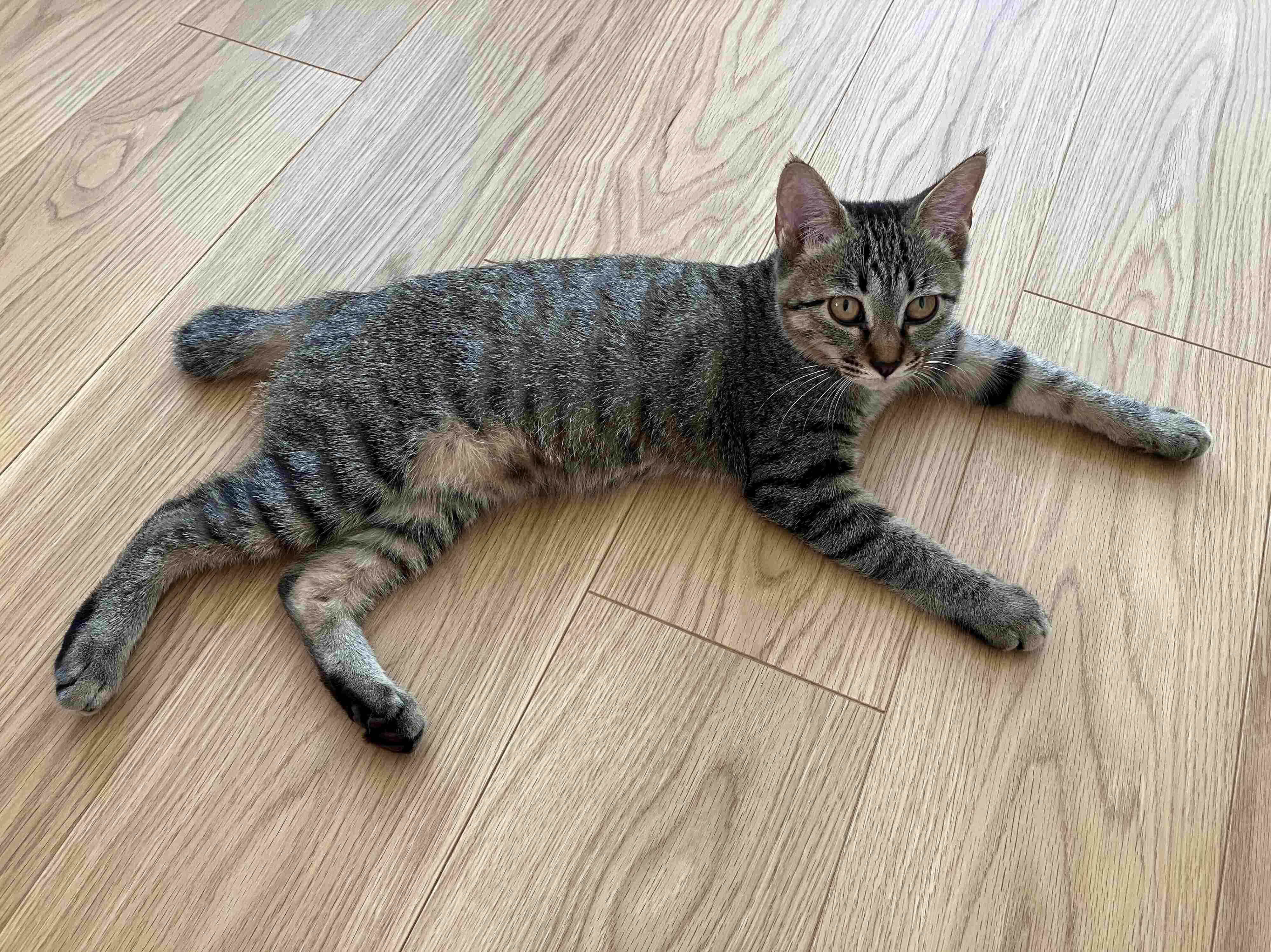 お迎え当時のてんちゃん