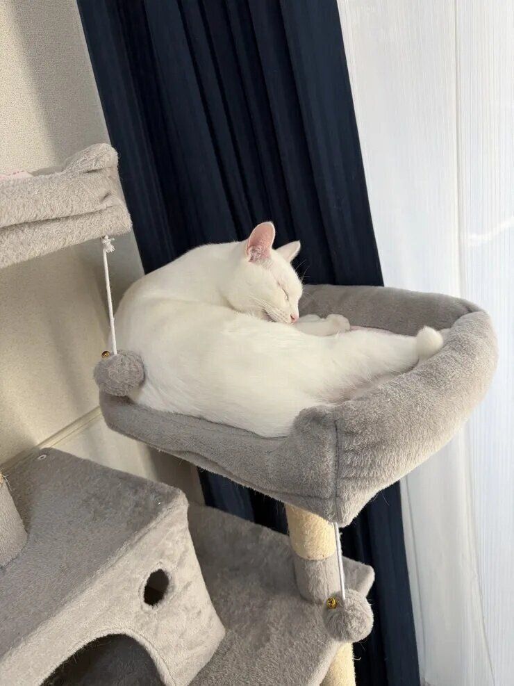 ねこのきもち『きもちテラス』で本テーマにコメントされた写真です。