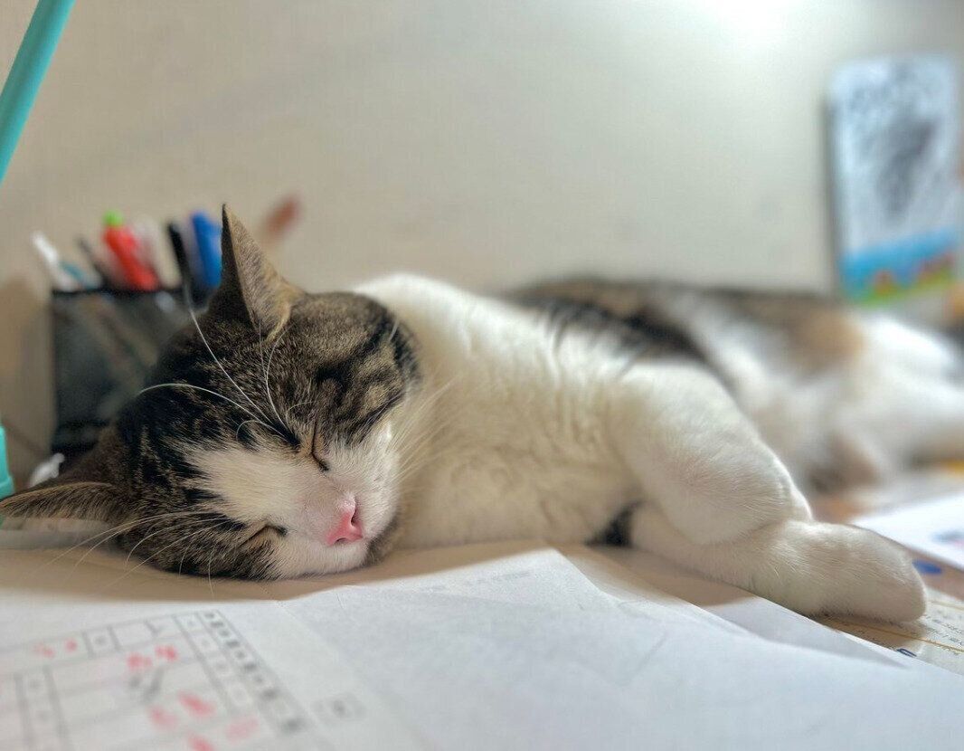 お子さんが勉強を始めると机で寝てしまうこたろうくん