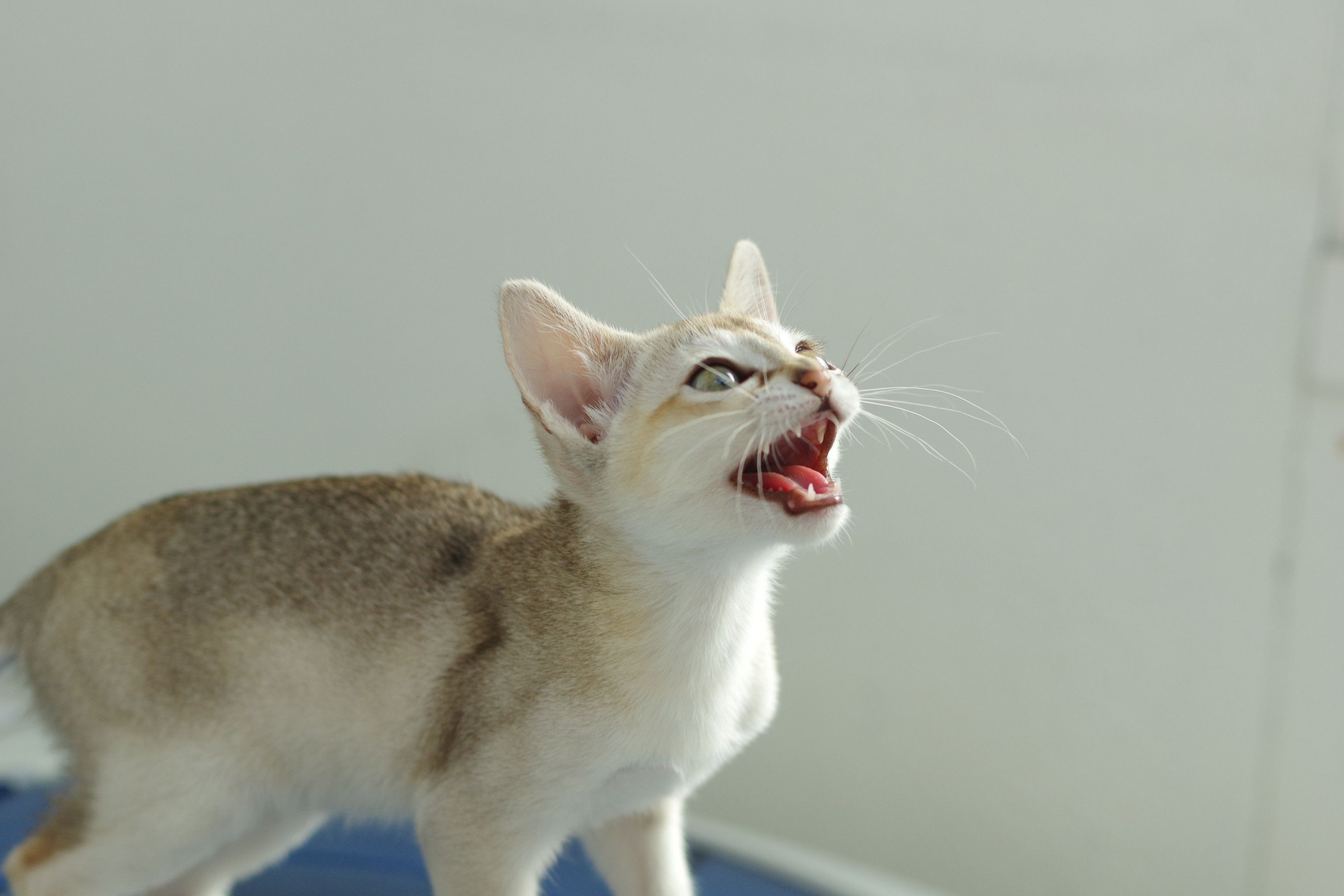 シンガプーラの特徴と性格 飼い方 価格相場など 猫図鑑 ねこのきもちweb Magazine