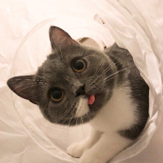 スコティッシュフォールド まるくん