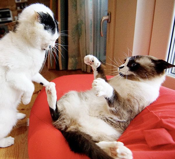 はに丸くんとあんこちゃん