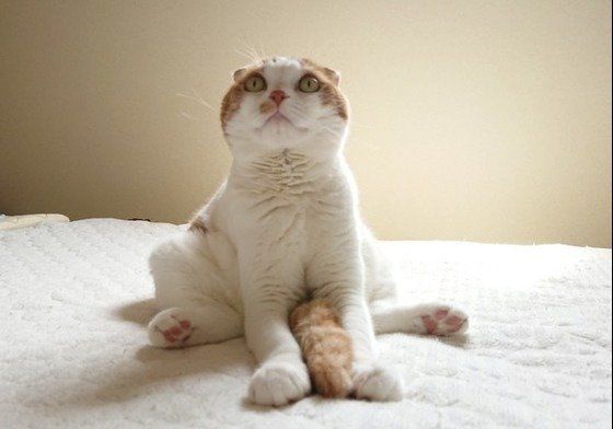 座るスコティッシュフォールド