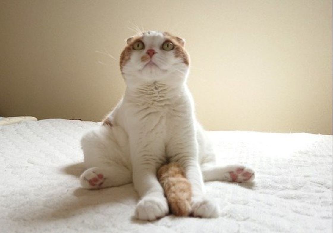 ニャンコが歌舞伎役者に 変わったしぐさをする 愛猫のクセ が強すぎる ねこのきもちweb Magazine ニャンコが歌舞伎役者に 変わったしぐさをする 愛猫のクセ が強すぎる ねこのきもちweb Magazine