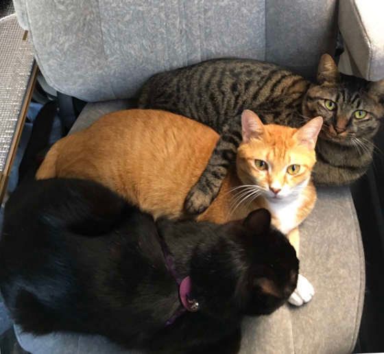 車の座席に座る猫たち