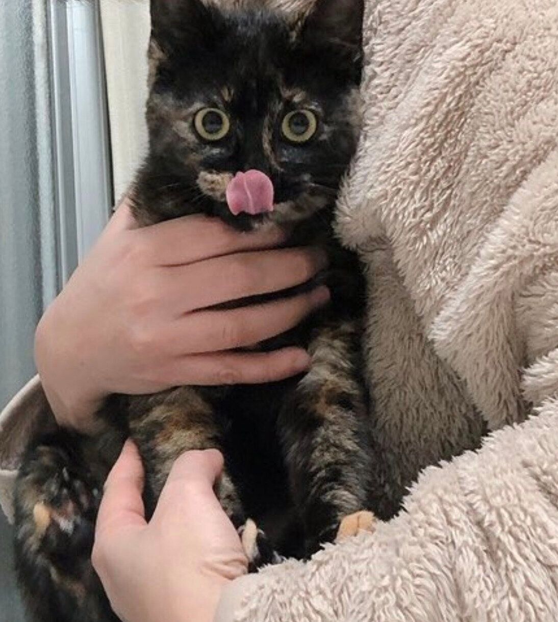 抱っこしてもらうがんもちゃん