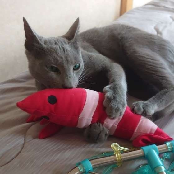 ぬいぐるみを抱くロシアンブルー