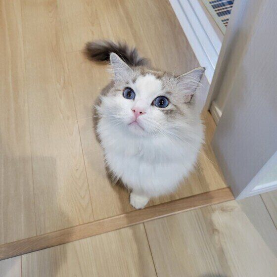 飼い主さんを見上げるラグドール