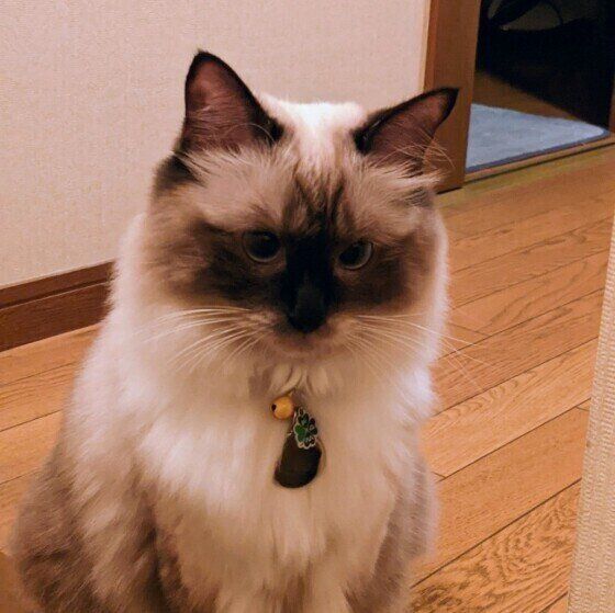 見つめるラグドール