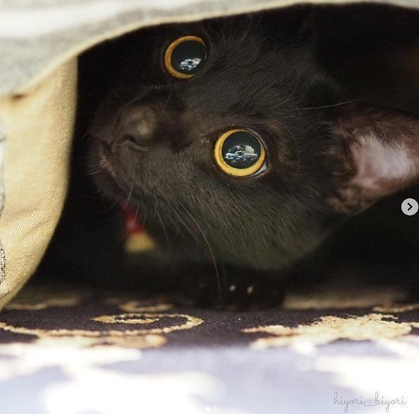 黒猫の月ちゃん