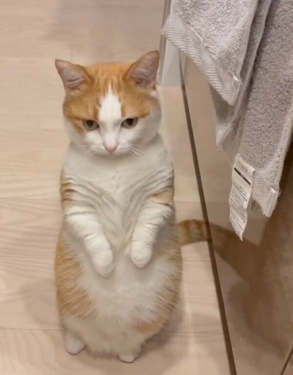 ペコリと頭を下げる虎丸くん