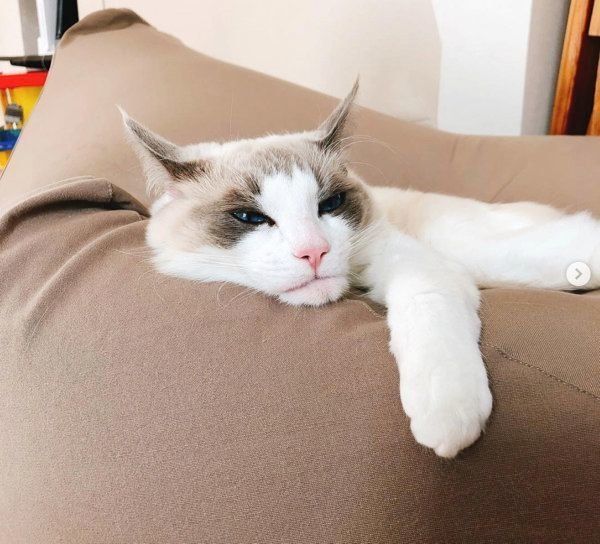 しゃくれ顔のラグドール