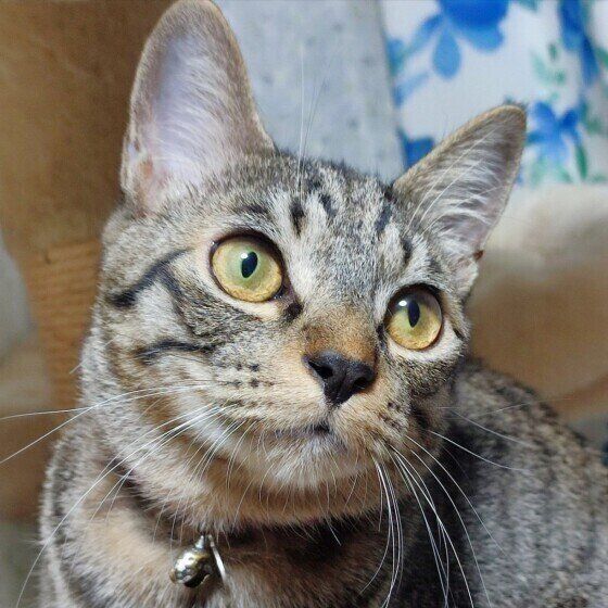 Mix（キジトラ）の北斗くん♪