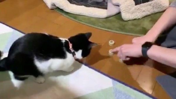 ペットボトルのキャップを見つめるはかせちゃん