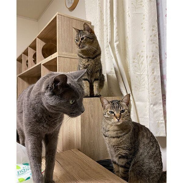 ごはんが気になる猫たち