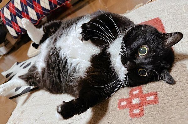 ヘソ天するソプラノくん