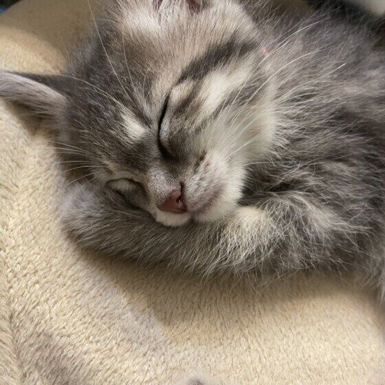 すやすや眠るキジトラ（ミックス）