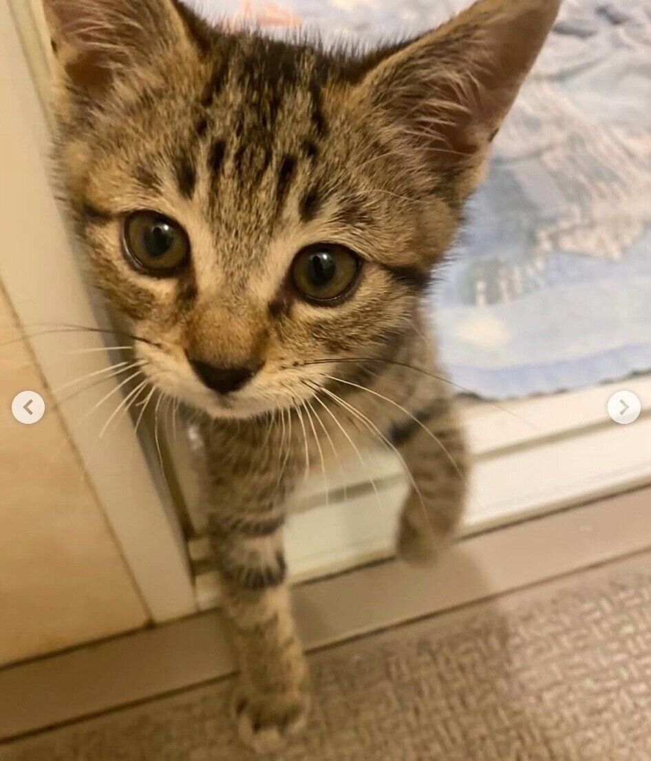 子猫時代のもずくくん