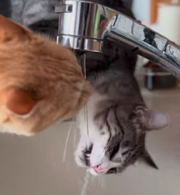 水を飲むもいわちゃんと、まねをしようとするいぶきくん